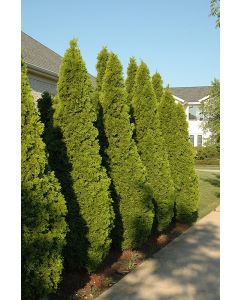 Thuja, Arborvitae 'Emerald Green'