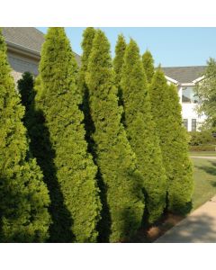 Thuja, Arborvitae 'Emerald Green' (Large Sizes)