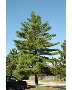 Pinus, Eastern White Pine (Large)