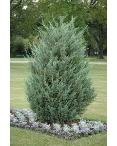 Juniperus, Rocky Mountain Juniper 'Moonglow' (Large)