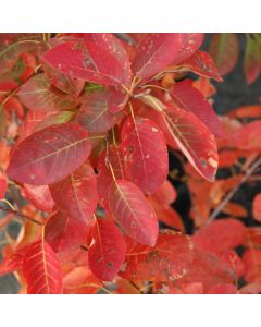 Amelanchier, Serviceberry Tree 'Autumn Brilliance®' (Large Sizes)