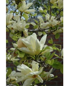 Magnolia, Hybrid 'Elizabeth'