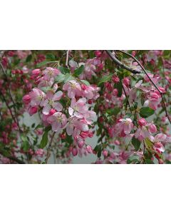 Malus, Flowering Crabapple 'Louisa' (Large)