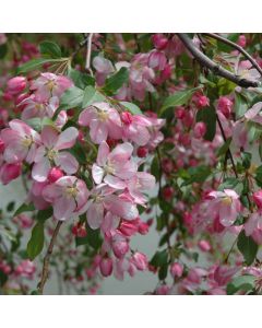 Malus, Flowering Crabapple 'Louisa' (Large Sizes)