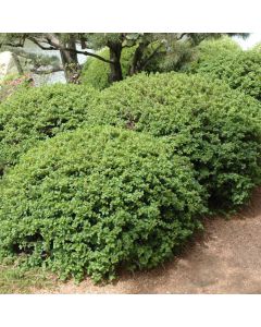 Ribes, Alpine Currant 'Green Mound'