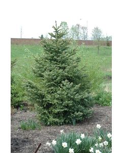 Picea, Meyers Spruce