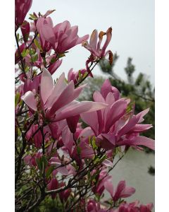 Magnolia, Hybrid 'Ann'