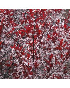 Prunus, Sand Cherry 'Purple Leaf'