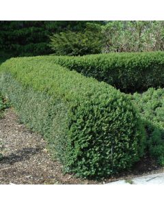 Buxus, Boxwood 'Northern Charm™'