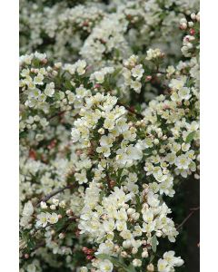 Malus, Flowering Crabapple 'Tina'