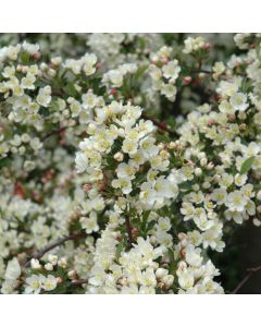 Malus, Flowering Crabapple 'Tina' (Large Sizes)