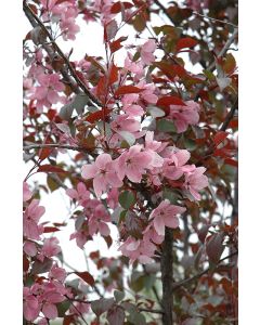 Malus, Flowering Crabapple 'Perfect Purple' (Large)