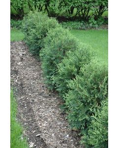 Thuja, Arborvitae 'First Editions® Technito®'