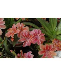 Lewisia, 'Little Plum'