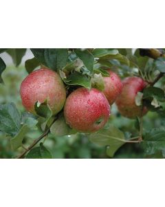 Malus, Fruiting Apple 'Sweet Sixteen'