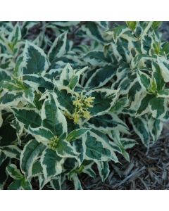 Diervilla, Southern Bush Honeysuckle 'First Editions® Cool Splash®'