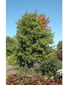 Acer, Freeman Maple 'Sienna Glen®' (Large)