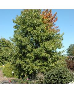 Acer, Freeman Maple 'Sienna Glen®' (Large Sizes)