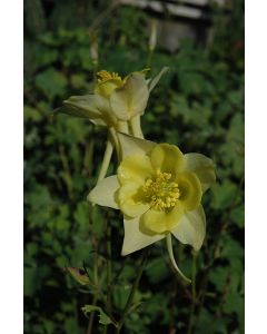 Aquilegia, Columbine 'Swan Yellow'