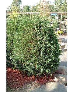 Thuja, Arborvitae 'Techny Globe'