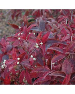 Cornus, Gray Dogwood 'Muskingum®'