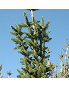 Picea, Norway Spruce 'Cupressina' (Large Sizes)