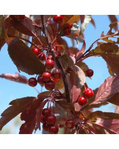 Malus, Flowering Crabapple 'Royal Raindrops®' (Large Sizes)