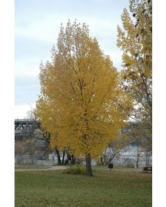 Populus, Eastern Cottonwood 'Siouxland Poplar' (Cottonless)