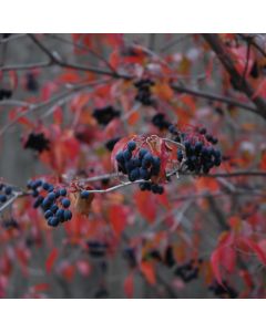 Viburnum, Nannyberry Tree (Large)