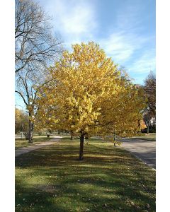 Prunus, Chokecherry Tree 'Amur'