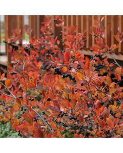 Aronia, Black Chokeberry 'Autumn Magic'