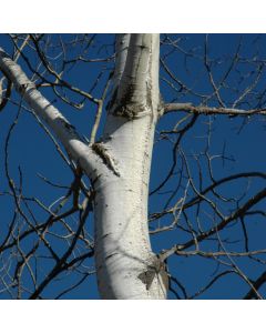 Populus, Quaking Aspen (Large Sizes)