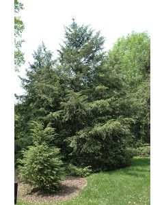 Tsuga, Canadian Hemlock (Large)