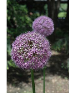 Allium, Ornamental Onion 'Globemaster'