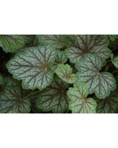 Heuchera, Bicolor Leaf Coral Bells 'Green Spice'