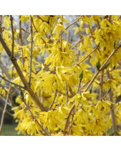 Forsythia, 'Northern Gold'