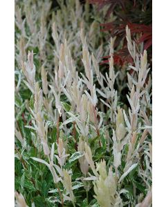 Salix, Dappled Willow Tree 'Hakura Nishiki'