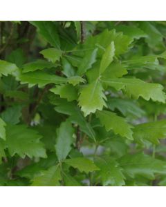 Quercus, Truffle Oak 'Regal Prince®' (Large Sizes)