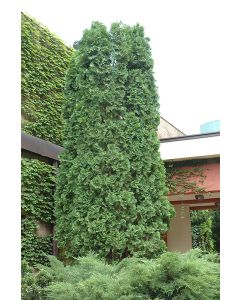 Thuja, Arborvitae 'Pyramidal'