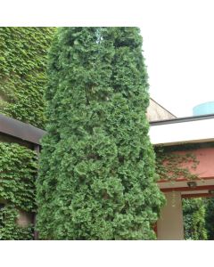 Thuja, Arborvitae 'Pyramidal' (Large Sizes)