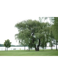 Salix, Weeping Willow 'Niobe'