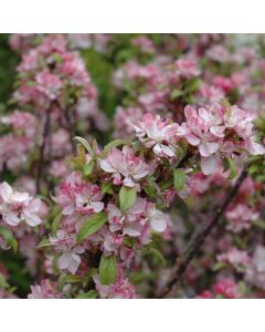 Malus, Flowering Crabapple 'Coralburst®' (Large Sizes)