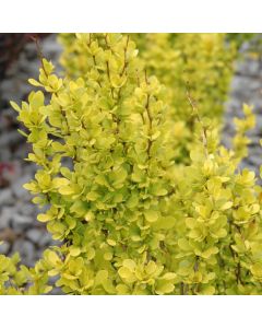 Berberis, Japanese Barberry 'Sunjoy® Gold Pillar'