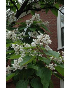 Catalpa, Northern Catalpa (Large)