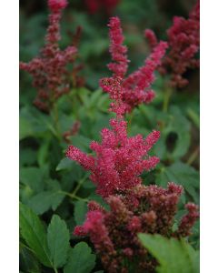 Astilbe, Hybrid Astilbe 'Short 'N Sweet Fireberry'