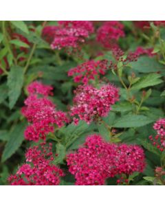 Spiraea, Japanese Spirea 'Neon Flash'