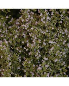 Calamintha, Dwarf Calamint 'Montrose White'