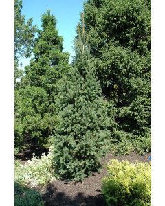 Picea, Norway Spruce 'Cupressina' (Large)