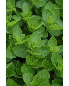 Mentha, Spearmint