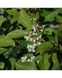 Cornus, Red Twig Dogwood 'First Editions® Firedance™'